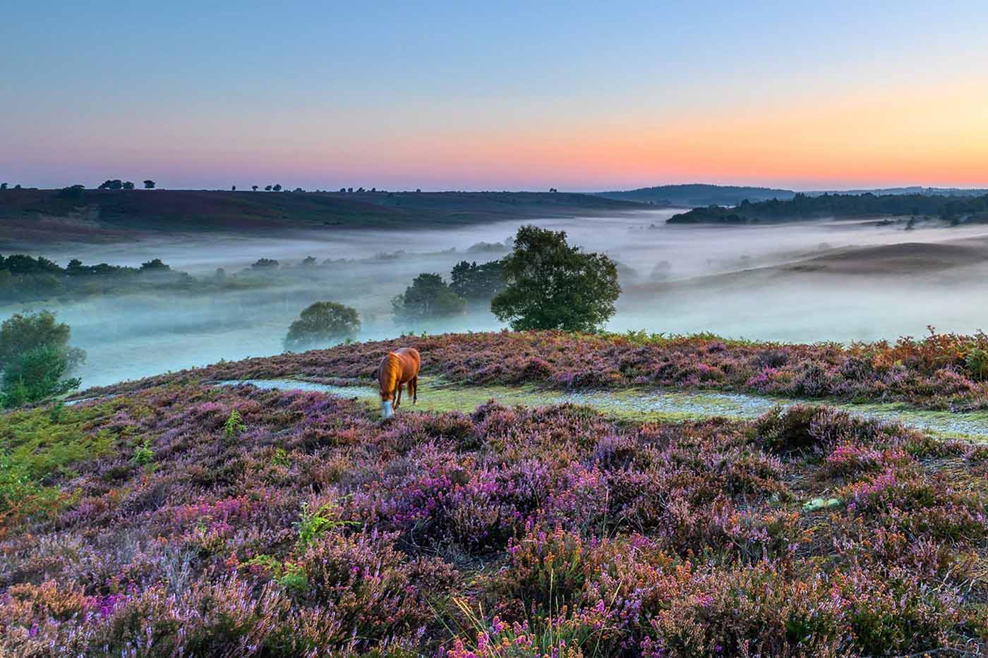 Horse pictured in New forest national park